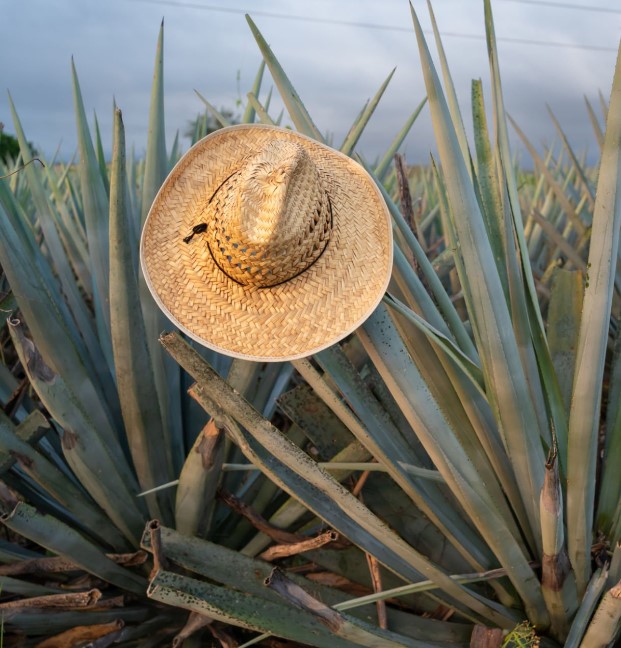 Tekila Kiti - Agave Aroması Hakkında Bilmeniz Gerekenler